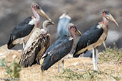 Rüppell's Vulture, Koka Dam, Ethiopia, January 2016 - click for larger image