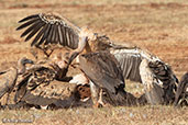 Rüppell's Vulture, Bogol, Ethiopia, January 2016 - click for larger image