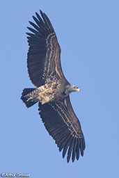 Rüppell's Vulture, Gemesa Geden, Ethiopia, January 2016 - click for larger image