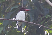 Chocolate-backed Kingfisher, Ankasa, Ghana, May 2011 - click for larger image
