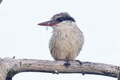 Striped Kingfisher, Mole, Ghana, June 2011 - click for larger image