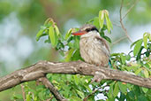 Striped Kingfisher, Mole, Ghana, June 2011 - click for larger image