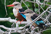 Grey-headed Kingfisher, Mole, Ghana, June 2011 - click for larger image