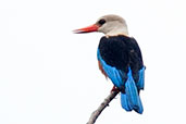 Grey-headed Kingfisher, Mole, Ghana, June 2011 - click for larger image