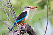 Grey-headed Kingfisher, Mole, Ghana, June 2011 - click for larger image