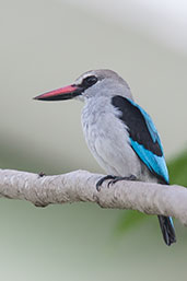 Woodland Kingfisher, Kakum, Ghana, May 2011 - click for larger image