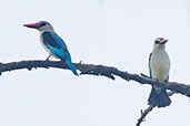 Woodland Kingfisher, Mole, Ghana, June 2011 - click for larger image