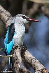 Woodland Kingfisher, Lake Awassa, Ethiopia, January 2016 - click for larger image