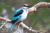 Woodland Kingfisher, Lake Awassa, Ethiopia, January 2016 - click for larger image