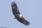 African Fish-eagle, Sof Omar, Ethiopia, January 2016 - click for larger image