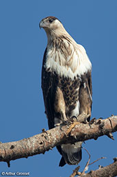 African Fish-eagle, Sof Omar, Ethiopia, January 2016 - click for larger image