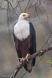 African Fish-eagle, Sof Omar, Ethiopia, January 2016 - click for larger image