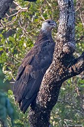 Madagascar Fish-eagle, Lac Ravelobe, Ankarafantsika, Madagascar, November 2016 - click for larger image