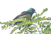 Male Collared Sunbird, Kakum, Ghana, May 2011 - click for larger image