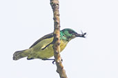 Female Collared Sunbird, Kakum, Ghana, May 2011 - click for larger image