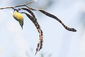Female Collared Sunbird, Kakum, Ghana, May 2011 - click for larger image