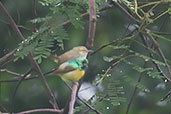 Male and juvenile Collared Sunbird, Aboabo, Ghana, May 2011 - click for larger image