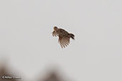 Liben Lark, Liben Plains, Ethiopia, January 2016 - click for larger image