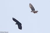 Ayres's Hawk-eagle, Ghibe Gorge, Ethiopia, January 2016 - click for larger image