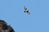 African Hawk-eagle, Lalibela, Ethiopia, January 2016 - click for larger image