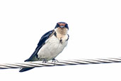 Ethiopian Swallow, Kakum, Ghana, May 2011 - click for larger image