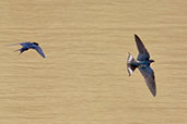 Ethiopian Swallow, Praso River, Ghana, May 2011 - click for larger image