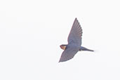 Ethiopian Swallow, Praso River, Ghana, May 2011 - click for larger image