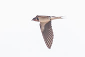 Ethiopian Swallow, Praso River, Ghana, May 2011 - click for larger image