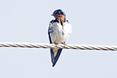 Red-chested Swallow, near Bolgatanga, Ghana, June 2011 - click for larger image