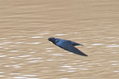 White-throated Blue Swallow, Praso River, Ghana, May 2011 - click for larger image