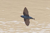 White-throated Blue Swallow, Praso River, Ghana, May 2011 - click for larger image