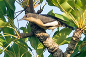 Female Yellow-bellied Hyliota, Kalakpa, Ghana, May 2011 - click for larger image