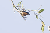 Female Violet-backed Hyliota, Kakum, Ghana, May 2011 - click for larger image