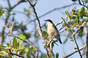 Male Violet-backed Hyliota, Kakum, Ghana, May 2011 - click for larger image