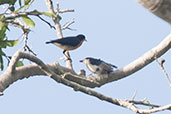 Male and female Violet-backed Hyliota, Kakum, Ghana, May 2011 - click for larger image
