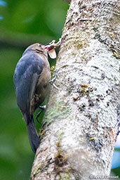 Nuthatch Vanga, Perinet, Madagascar, November 2016 - click for larger image