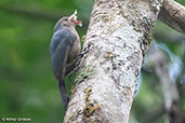 Nuthatch Vanga, Perinet, Madagascar, November 2016 - click for larger image