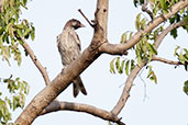 Greater Honeyguide, Mole, Ghana, June 2011 - click for larger image