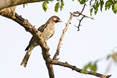 Greater Honeyguide, Mole, Ghana, June 2011 - click for larger image