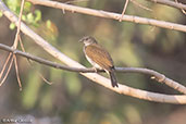 Lesser Honeyguide, Lngano Lake, Ethiopia, January 2016 - click for larger image