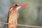 African Pygmy Kingfisher, Jemma River, Ethiopia, January 2016 - click for larger image