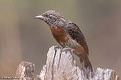 Rufous-necked Wryneck, Simbo Resort, Ethiopia, January 2016 - click for larger image