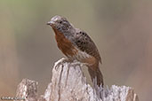 Rufous-necked Wryneck, Simbo Resort, Ethiopia, January 2016 - click for larger image