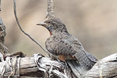 Rufous-necked Wryneck, Simbo Resort, Ethiopia, January 2016 - click for larger image