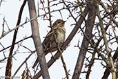 Eurasian Wryneck, Yabello, Ethiopia, January 2016 - click for larger image