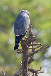 Lizard Buzzard, Ghana, June 2011 - click for larger image