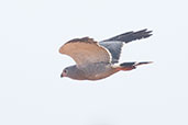 Lizard Buzzard, Ghana, June 2011 - click for larger image