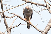 Lizard Buzzard, Ghana, June 2011 - click for larger image