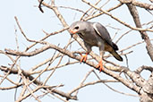 Lizard Buzzard, Ghana, June 2011 - click for larger image