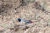 Male Black-faced Firefinch, Mole, Ghana, June 2011 - click for larger image